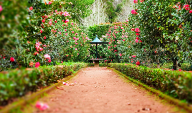 Pathway in a large garden.